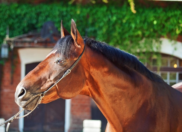 Foto close-up de um cavalo em um rancho