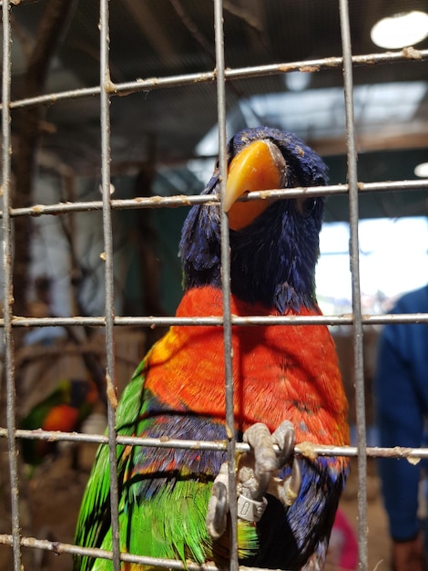 Foto close-up de um papagaio em gaiola