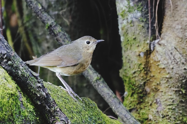 Foto close-up de um pássaro empoleirado no tronco de uma árvore