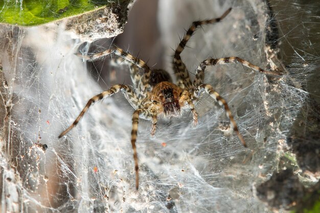 Foto close-up de uma aranha na teia