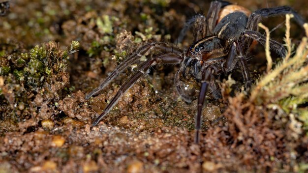 Foto close-up de uma aranha no campo