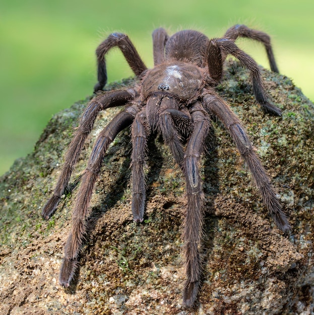 Foto close-up de uma aranha