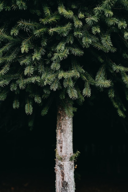 Foto close-up de uma árvore na floresta