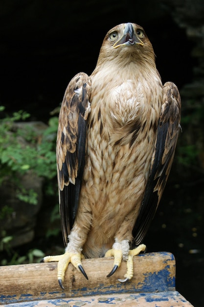 Foto close-up de uma coruja empoleirada em madeira