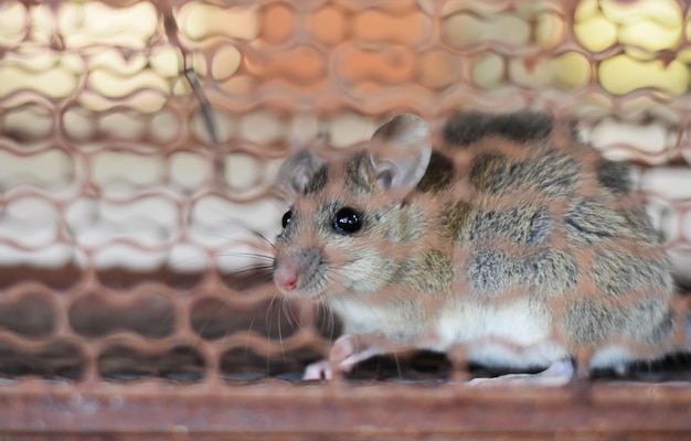 Foto close-up de uma gaiola de animais