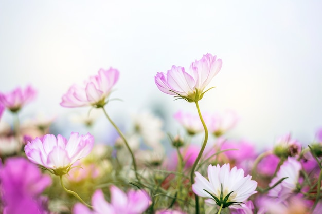 Close up Natural Blumen Hintergrund