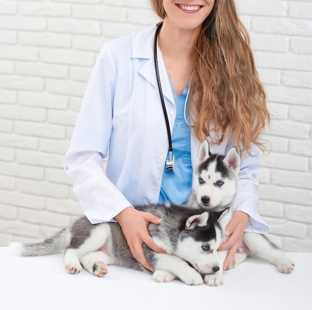 Foto colheita de jovem e sorridente veterinária feminina na clínica moderna, segurando pelas mãos, cuidando, abraçando cachorrinhos husky. doutor em branco com cachorrinho com pêlo cinza e olhos azuis.