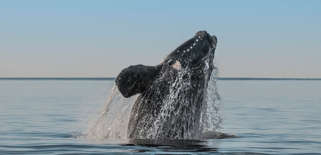 Comportamento de salto da baleia franca austral Puerto Madryn Patagônia Argentina