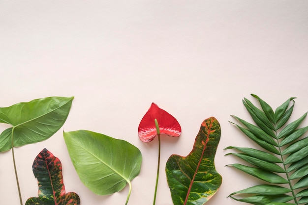 Composição mínima da planta tropical