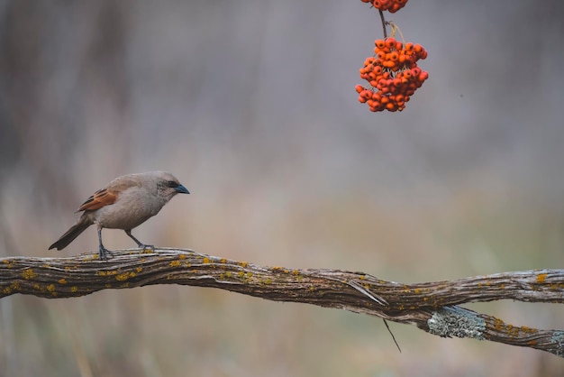 Cowbird alado