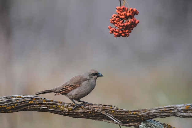 Cowbird alado