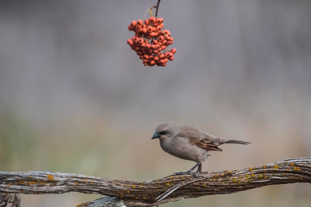 Cowbird alado