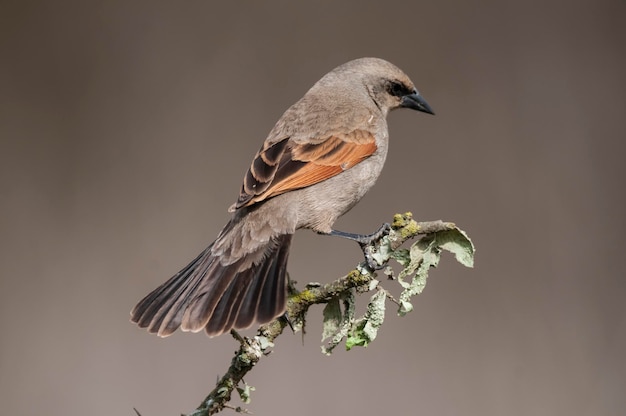 Cowbird com asas de baía em ambiente florestal de Calden Província de La Pampa Patagônia Argentina