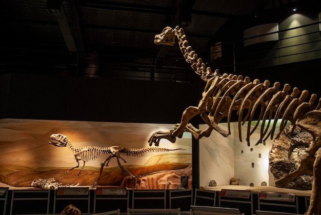 Crânio fóssil do extinto Titanosaurus Australis Patagônia Argentina