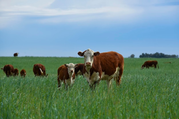 Criação de gado com pastagens naturais na zona rural de Pampas La Pampa ProvincePatagonia Argentina