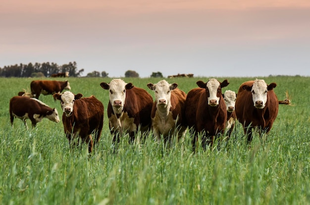 Criação de gado com pastagens naturais na zona rural de Pampas La Pampa ProvincePatagonia Argentina