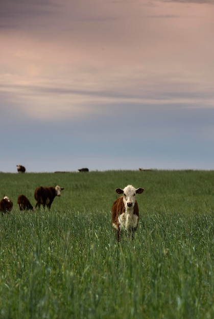 Criação de gado com pastagens naturais na zona rural de Pampas La Pampa ProvincePatagonia Argentina