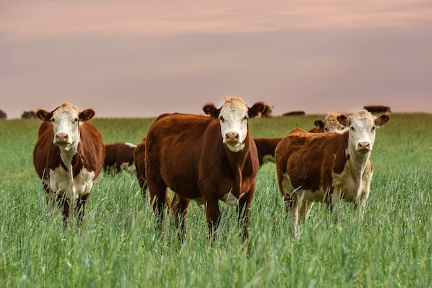 Criação de gado com pastagens naturais na zona rural de Pampas La Pampa ProvincePatagonia Argentina