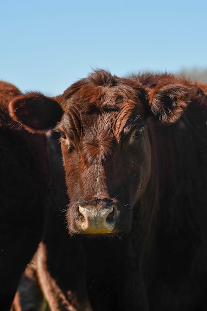 Criação de gado com pastagens naturais na zona rural de Pampas La Pampa ProvincePatagonia Argentina