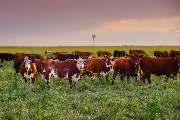 Criação de gado com pastagens naturais na zona rural de Pampas La Pampa ProvincePatagonia Argentina