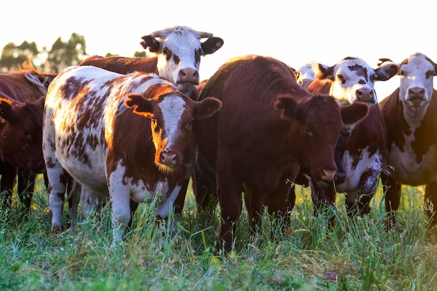 Criação de gado com pastagens naturais na zona rural de Pampas La Pampa ProvincePatagonia Argentina