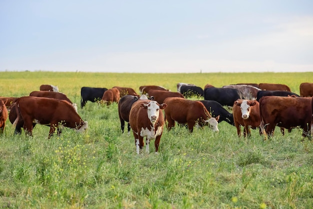 Criação de gado com pastagens naturais na zona rural de Pampas La Pampa ProvincePatagonia Argentina