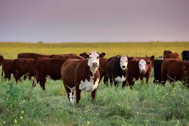 Criação de gado com pastagens naturais na zona rural de Pampas La Pampa ProvincePatagonia Argentina