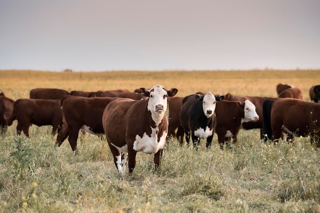 Criação de gado com pastagens naturais na zona rural de Pampas La Pampa ProvincePatagonia Argentina