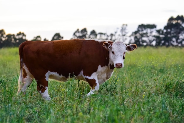 Criação de gado com pastagens naturais na zona rural de Pampas La Pampa ProvincePatagonia Argentina