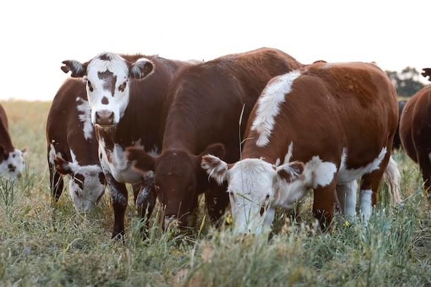 Criação de gado com pastagens naturais na zona rural de Pampas La Pampa ProvincePatagonia Argentina