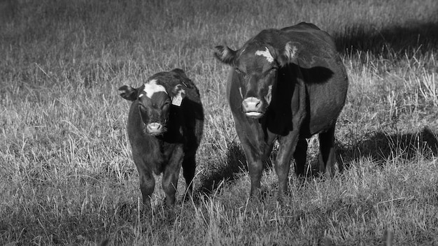 Criação de gado com pastagens naturais na zona rural de Pampas La Pampa ProvincePatagonia Argentina