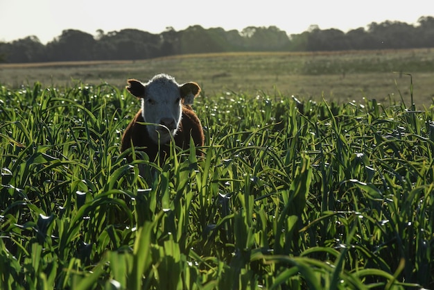 Criação de gado com pastagens naturais na zona rural de Pampas La Pampa ProvincePatagonia Argentina