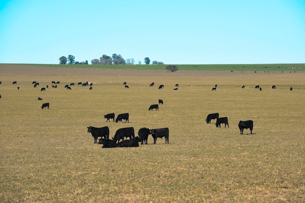 Criação de gado com pastagens naturais na zona rural de Pampas La Pampa ProvincePatagonia Argentina