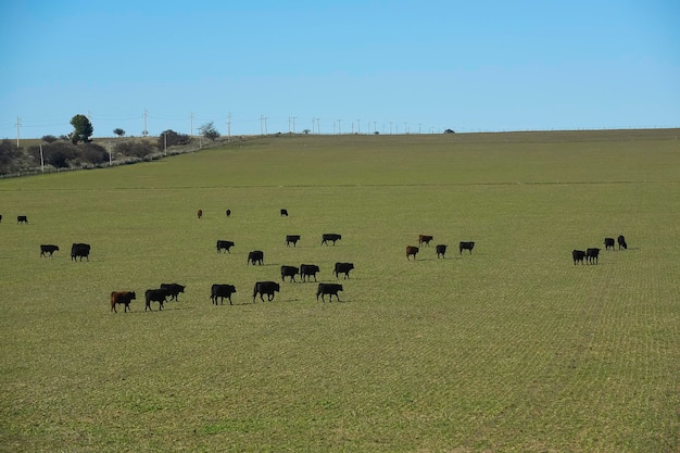 Criação de gado na zona rural de pampas La Pampa província Argentina