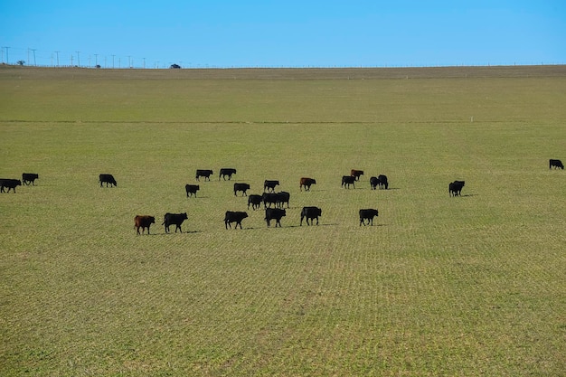 Criação de gado na zona rural de pampas La Pampa província Argentina