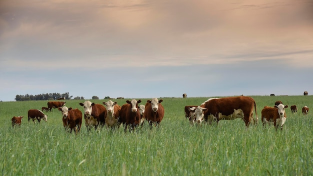 Criação de gado no campo argentino ambiente de grama natural Província de La PampaPatagônia Argentina