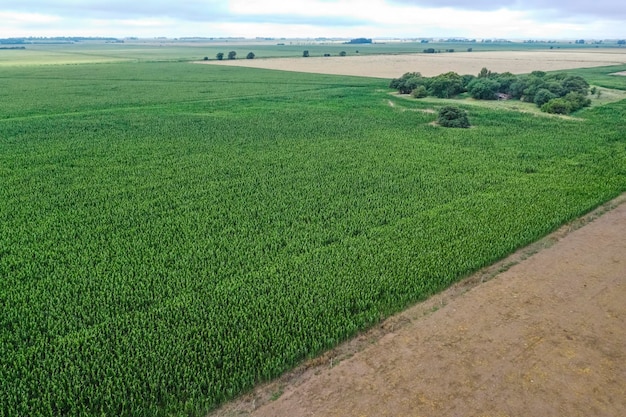 Cultivo de milho Província de Buenos Aires Argentina