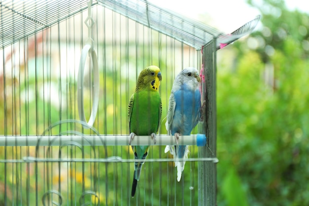 Foto cute budgies coloridos em gaiola ao ar livre