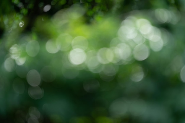 Desfocar luz verde bokeh jardim natural ao ar livre Jardim verde natural Desfocar fundo para espaço de cópia