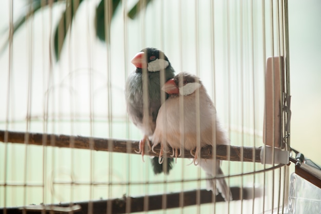 Foto dois pássaros de estimação em uma gaiola