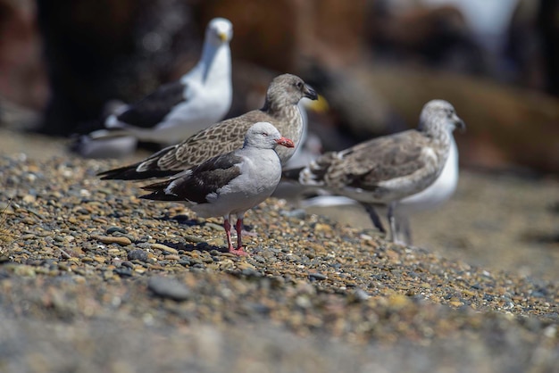 Dolphin Gull empoleirado em uma praia Patagônia Argentina