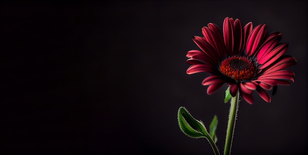 Dunkelrote Anemonenblume im schwarzen Hintergrund