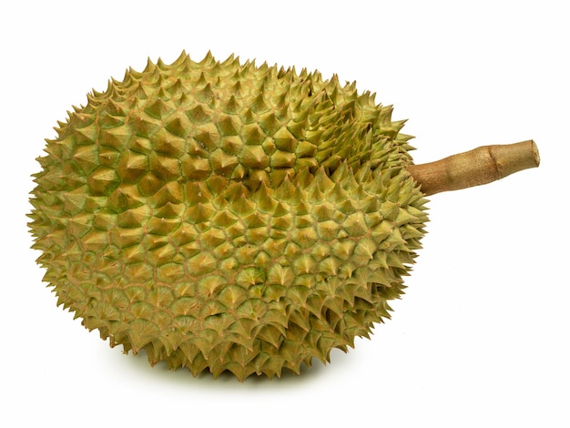 Durian, o controverso rei das frutas tropicais em fundo branco