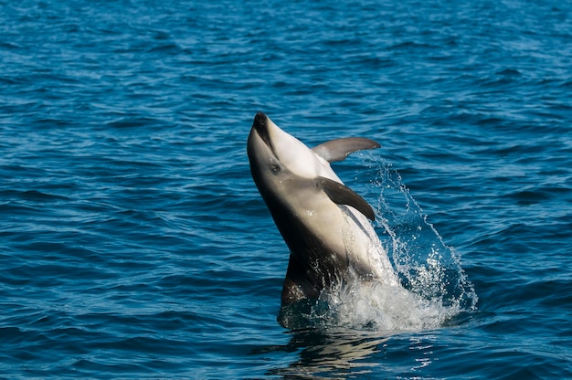 Dusky dolphin jumping, Pennsula Valdés, Patagônia, Argentina.