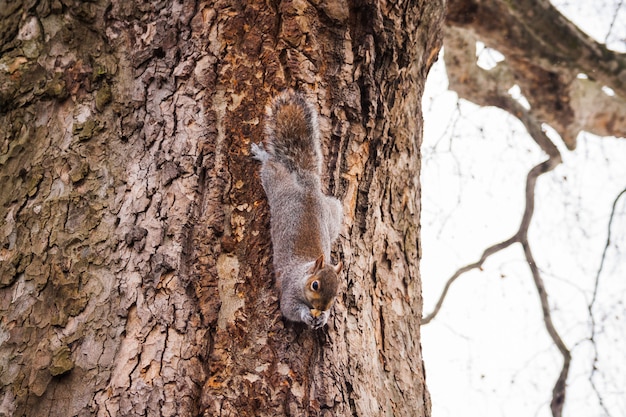 Eichhörnchen, das einen Baum in einem europäischen Wald klettert