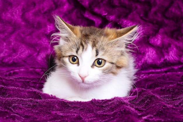 Ein kleines, flauschiges Kätzchen lächelt vor einem violetten Hintergrund