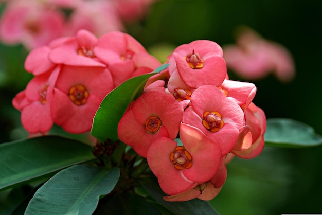 Foto eine rosa blume mit orangefarbenen blütenblättern