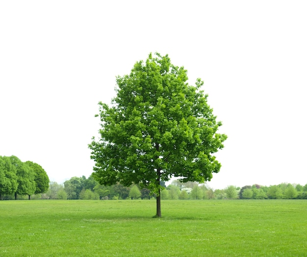 Einzelner Baum auf der Wiese