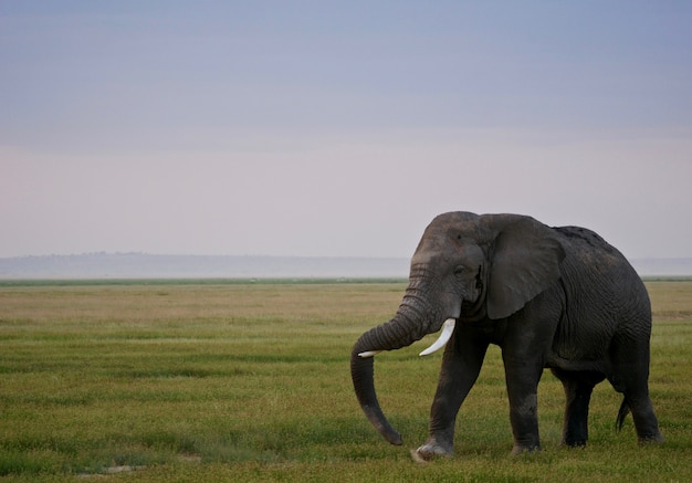 Elefant im Amboseli Nationalpark - Kenia