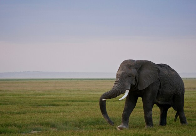 Elefante em Amboseli National Park - Quênia